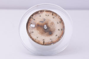 Rolex Datejust spotted / discolored dial for model 1601 FCD30377