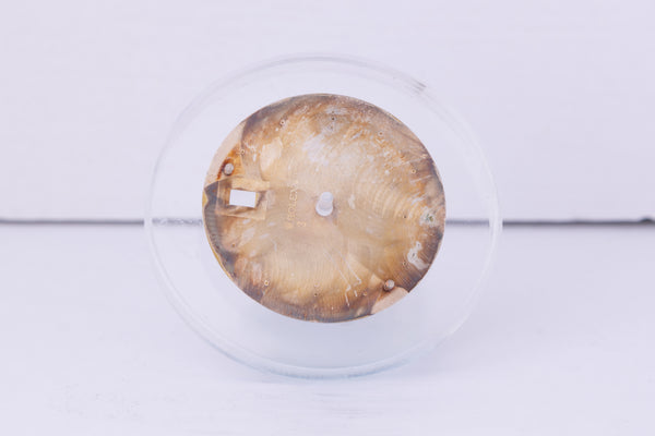 Load image into Gallery viewer, Rolex Yachtmaster Swiss Made White Dial for Model 16623 - 16628 FCD30621
