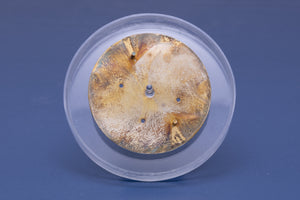 Rolex Daytona Champagne Stick "Swiss Made" Dial for 16523 - 16528 FCD31307